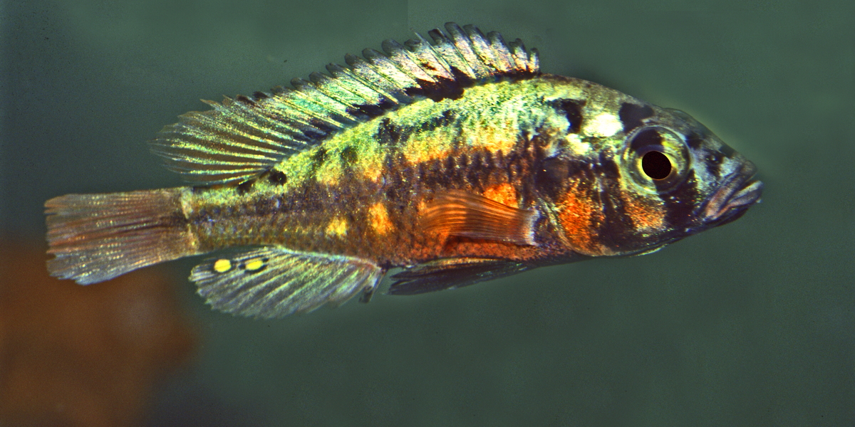 Cichliden im Arterhaltungsprogramm der DCG - Harpagochromis sp. "Orange Rock Hunter"