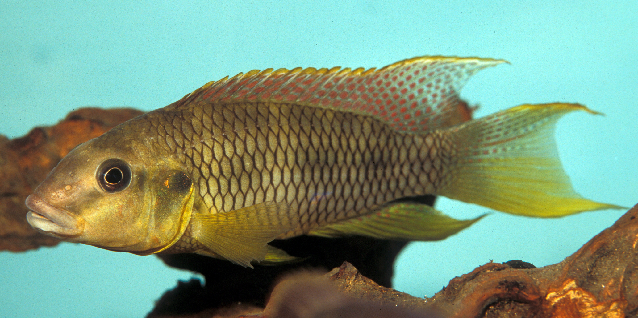 Limbochromis robertsi 