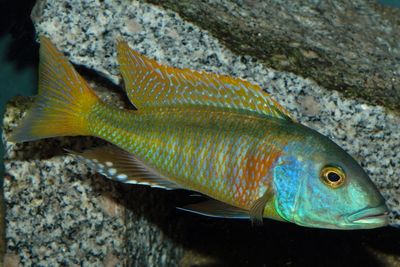 Buccochromis