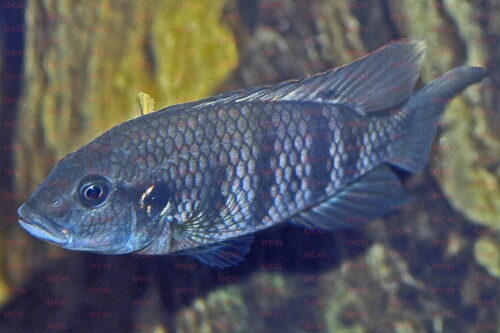 Benitochromis batesii - Foto Erwin Schraml