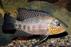 Chaetobranchus flavescens - Foto: Uwe Werner