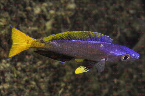 Cyprichromis leptosoma sibwesa point - Foto Magnus u. Mikael Karlsson