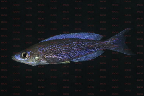 Cyprichromis pavo muloba bay - Foto Magnus u. Mikael Karlsson