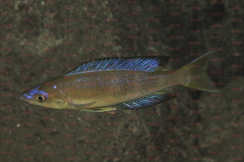 Cyprichromis_microlepidotus bulu point - Foto Magnus u. Mikael Karlsson