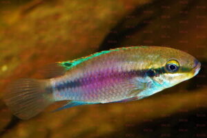 Enigmatochromis lucanusi - Foto: Wolfgang Staeck