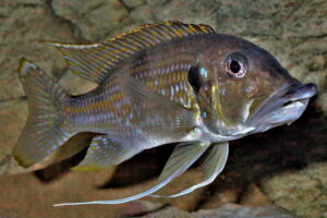 gnathochromis permaxillaris foto wolfgang staeck-dcg-cichlidenverzeichnis-tanganjikasee