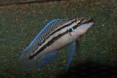 Julidochromis dickfedi - Foto Burkhard Schmidt