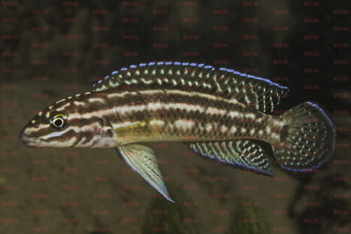 Julidochromis regani - Foto Magnus u. Mikael Karlsson