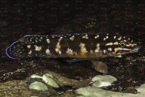 Julidochromis transcriptus - Foto Magnus u. Mikael Karlsson