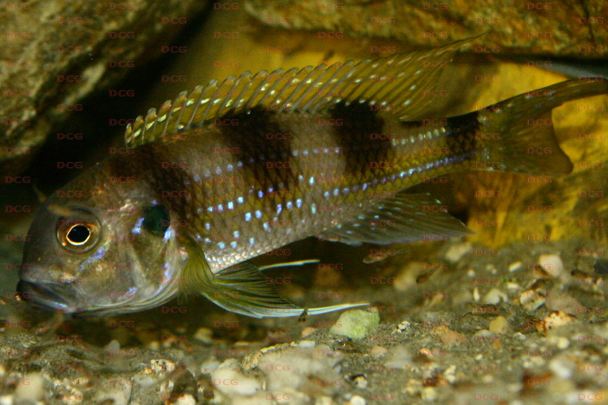 Limnochromis