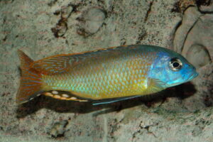 Naevochromis chrysogaster - Foto: Andreas Spreinat