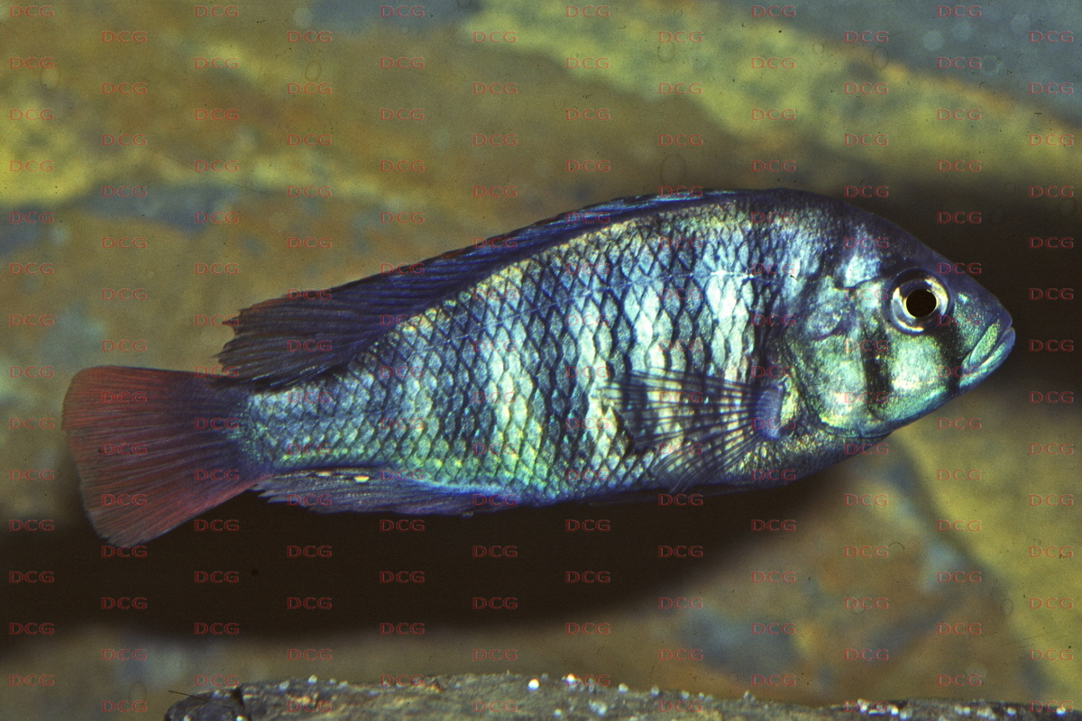 Neochromis