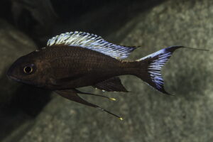 Ophthalmotilapia boops Foto Wolfgang Staeckboops_tundu