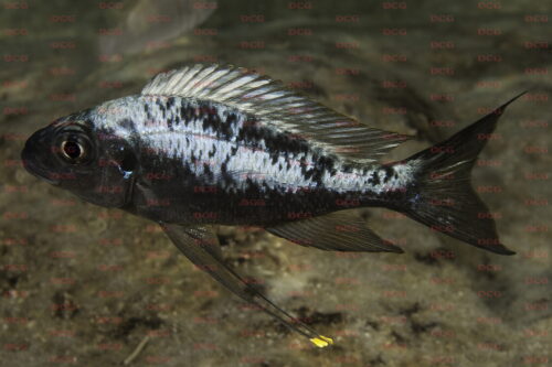 Ophthalmotilapia sp. Whitecap katondo cape mpimbwe - Foto Magnus u. Mikael Karlsson