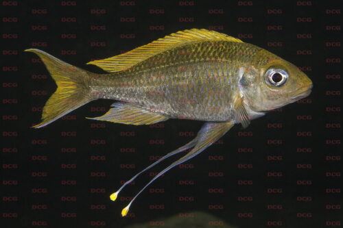 Ophthalmotilapia ventralis molwe yellow morph - Foto Magnus u. Mikael Karlsson