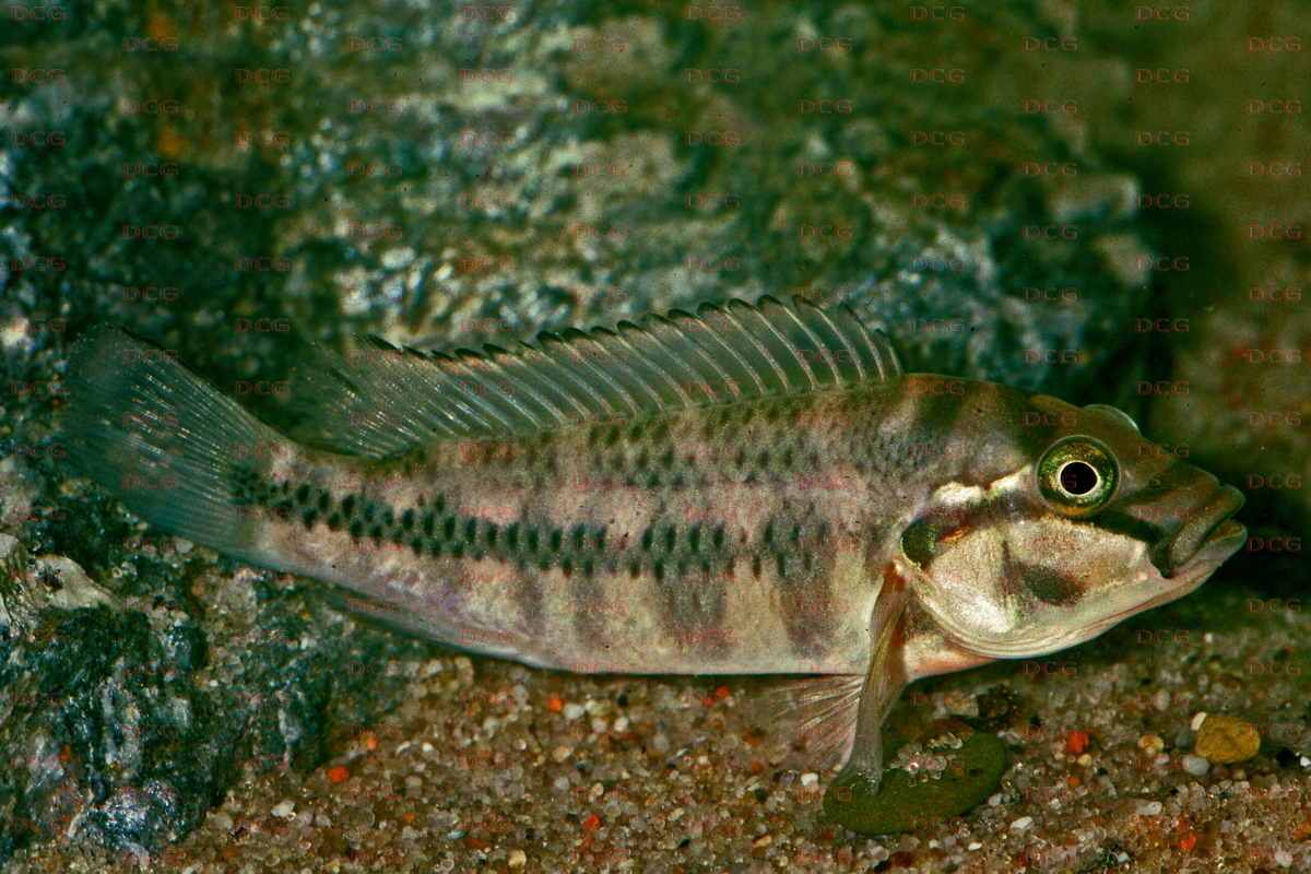 Orthochromis