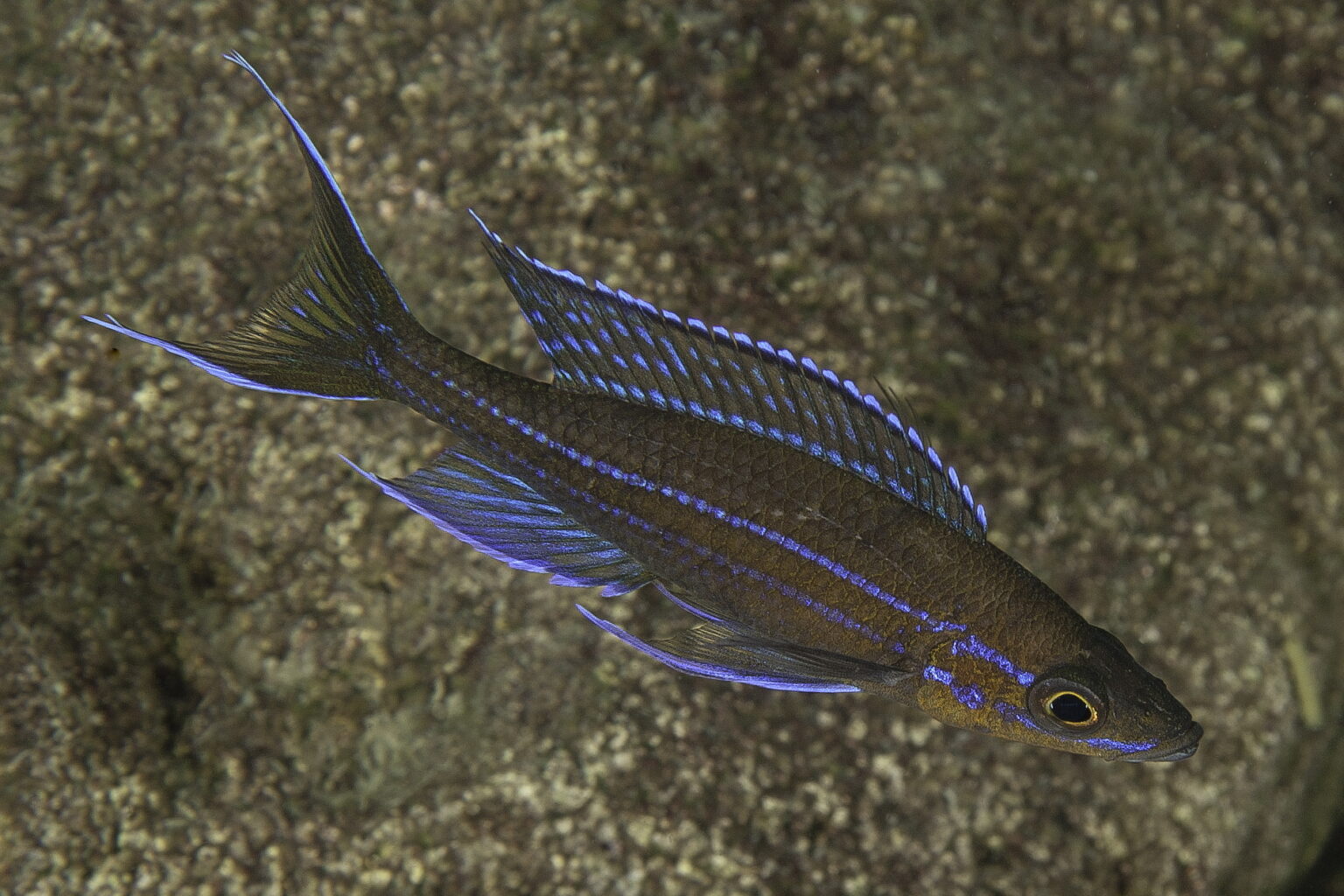 DCG Cichliden von AZ Gattung Paracyprichromis POLL, 1986