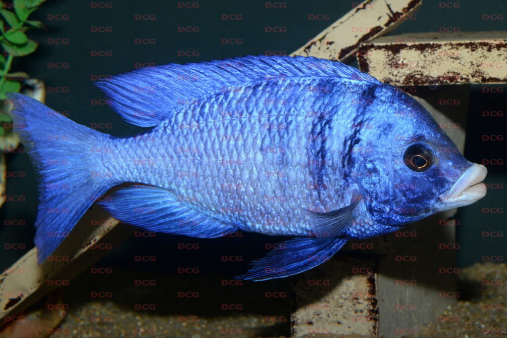 DCG | Cichliden von A-Z | Placidochromis ECCLES & TREWAVAS, 1989