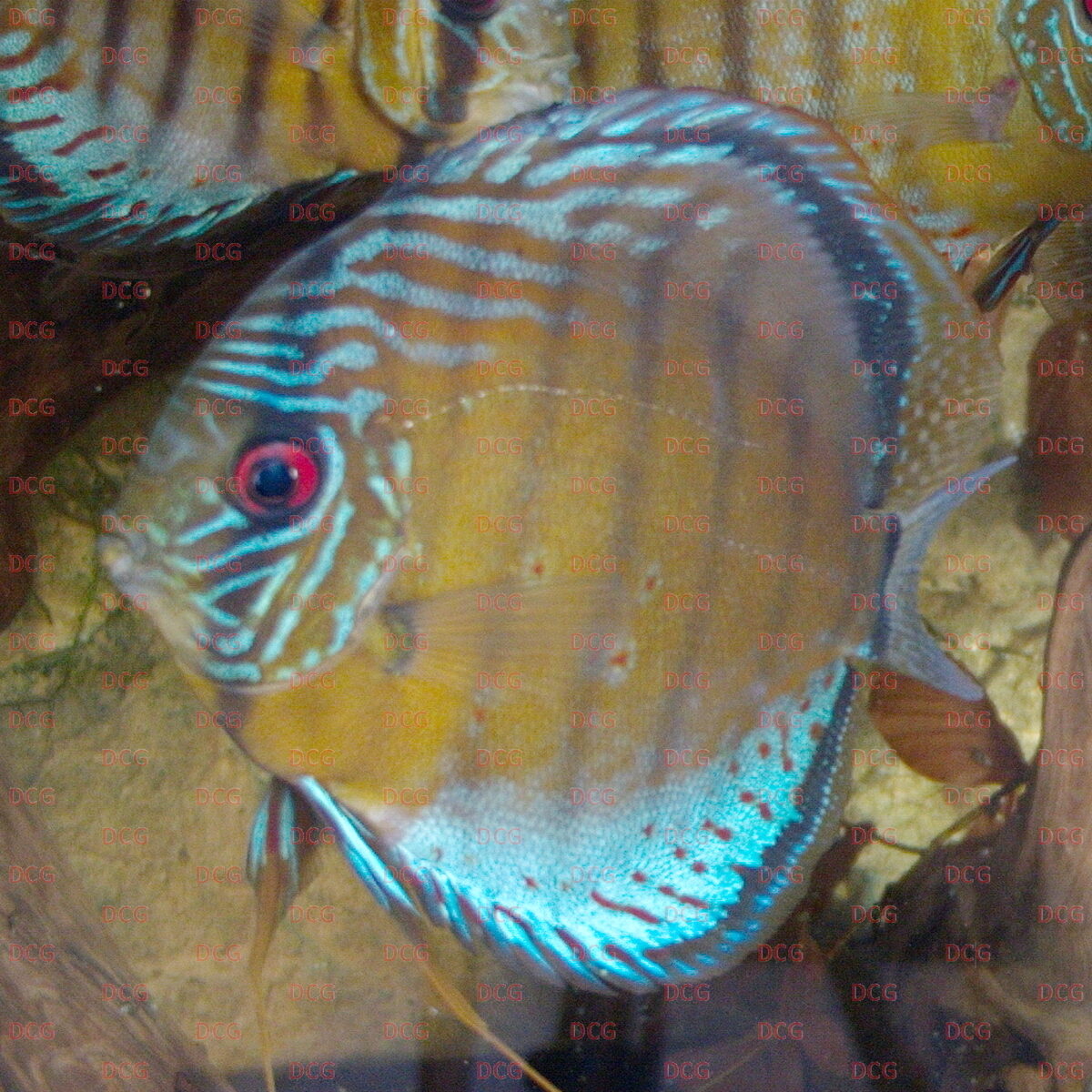 Symphysodon tarzoo 'Rio Nanay' - Foto Stefan Pierdzig