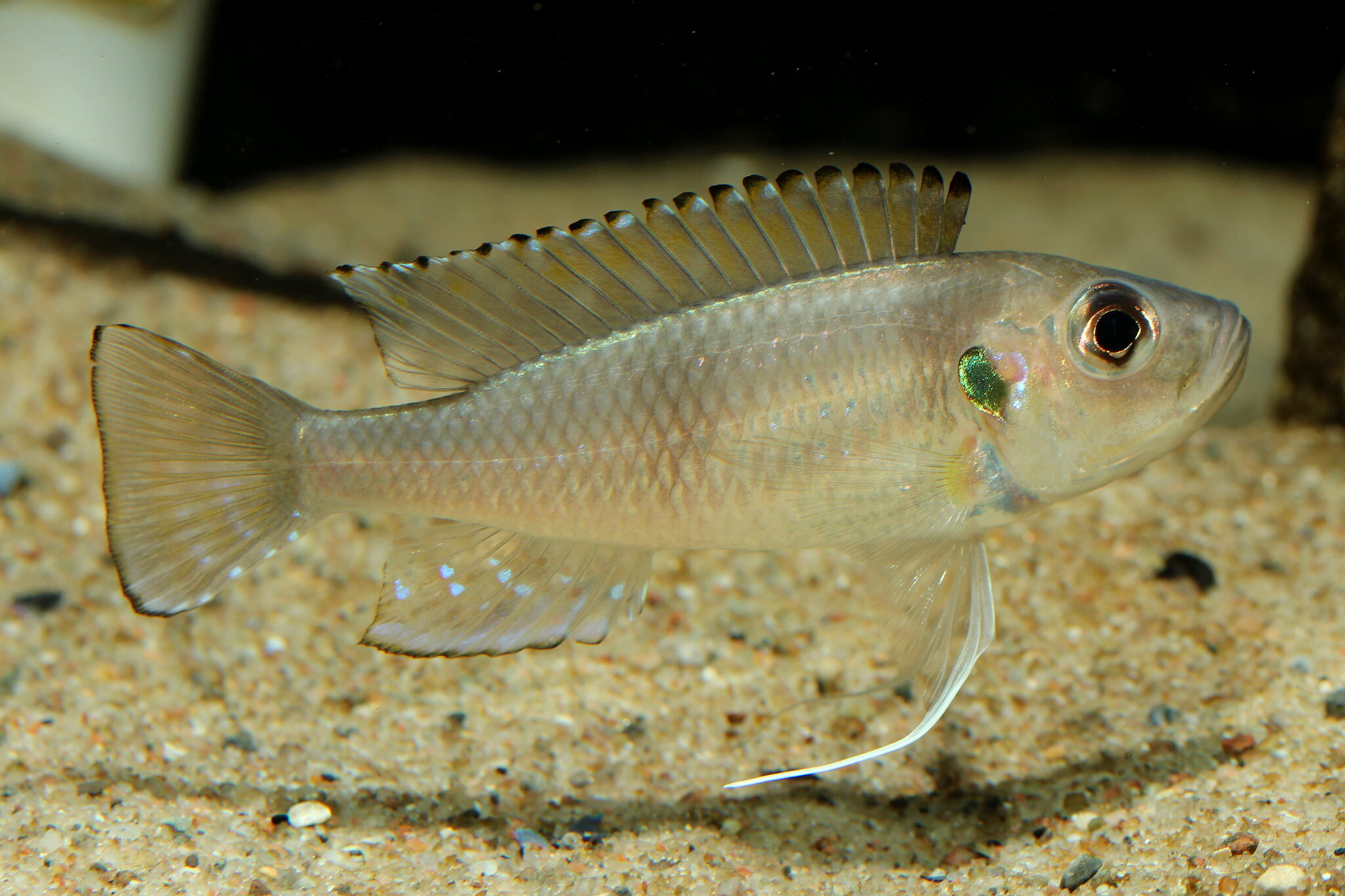 Tangachromis dhonti