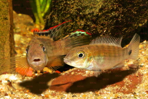 Walleochromis signatus - Foto Uwe Werner