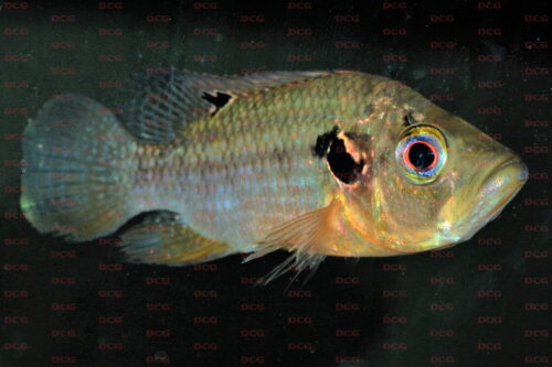 pterochromis congicus foto wolfgang staeck