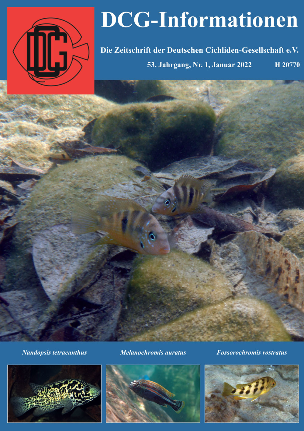 DCG-Informationen_Cover-2022_01