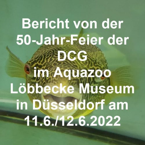 50 jahr feier dcg duesseldorf 10 12 06 2022 02 x2