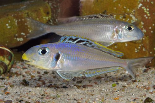 xenotilapia bathyphilus congo blue princess pierdzig 2022 02 15 23 37 42 4