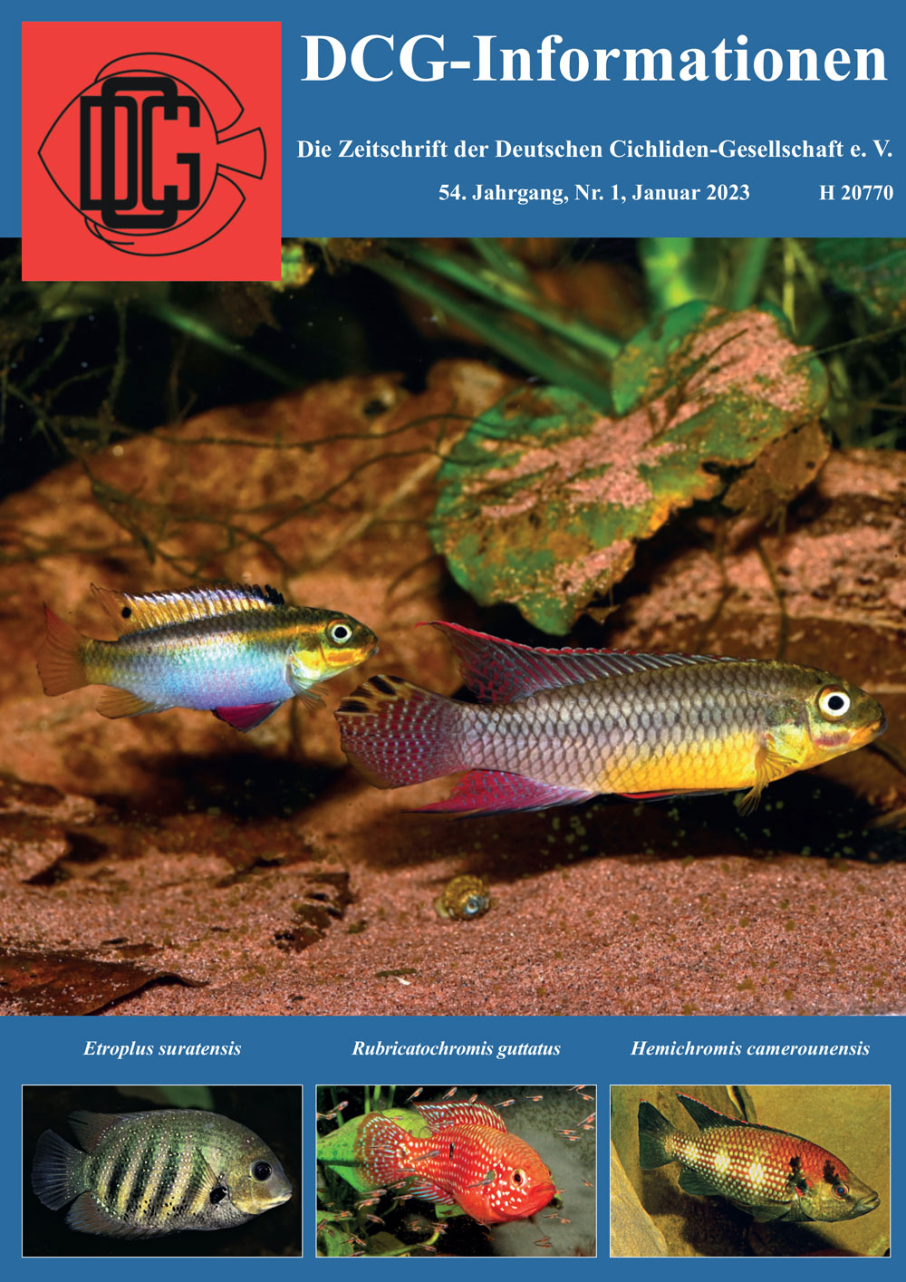 DCG Info 01 2023 Cover