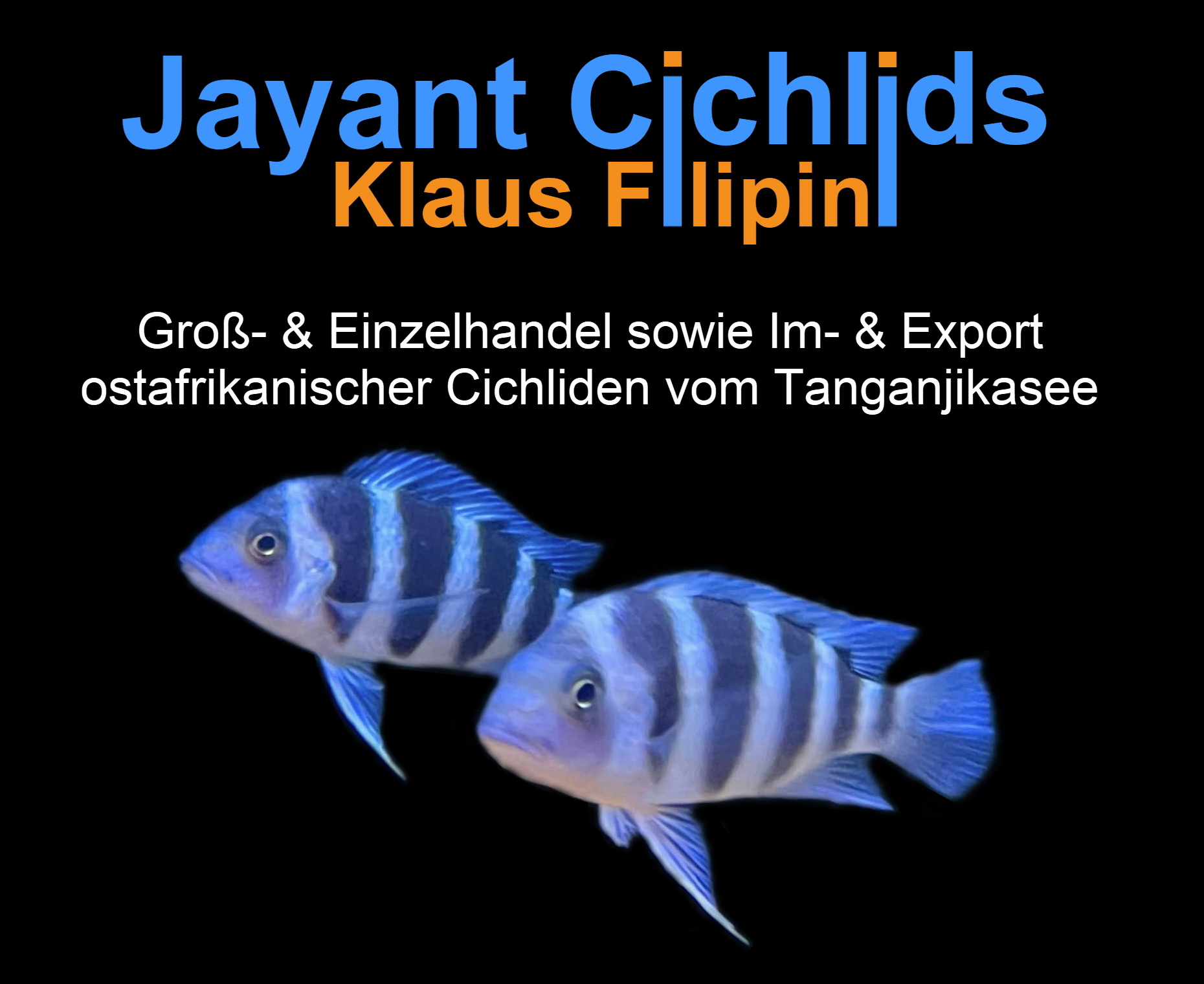 logo jayant cichlids osteroder klaus filipini221130 vorlage quadrat logo