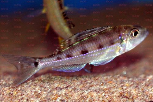 Microdontochromis tenuidentata Foto Jutta Hohl