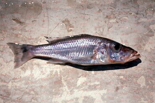 Pallidochromis tokolosh Foto Andreas Spreinat