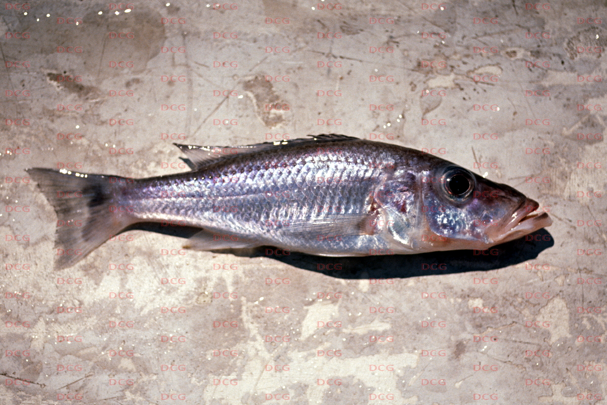 Pallidochromis