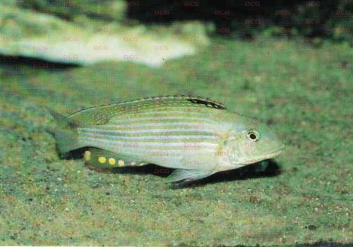 Schwetzochromis neodon Foto Peter Schupke
