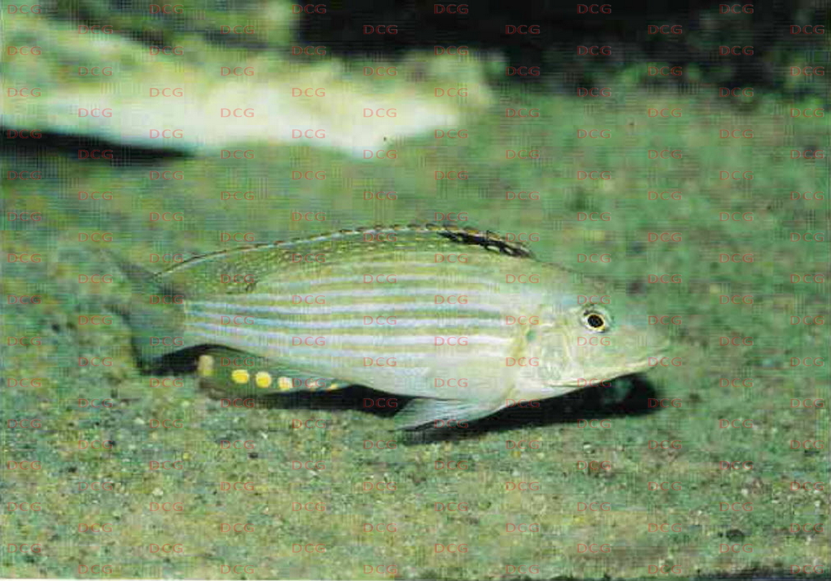 Schwetzochromis