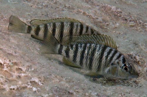 Jabarichromis pfefferi - Foto: Heinz Büscher 
(c) DCG, Deutsche Cichliden-Gesellschaft e. V.