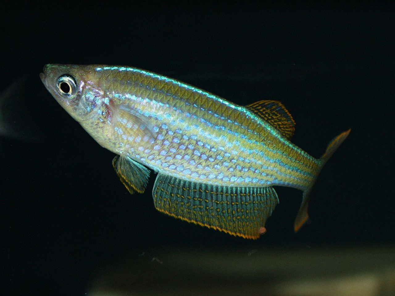 jayant-cichlids-klaus-filipini-Lamprichthys tanganicanus-06