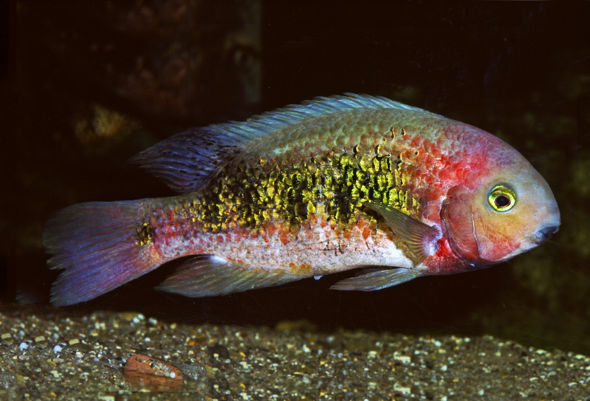 Paraneetroplus