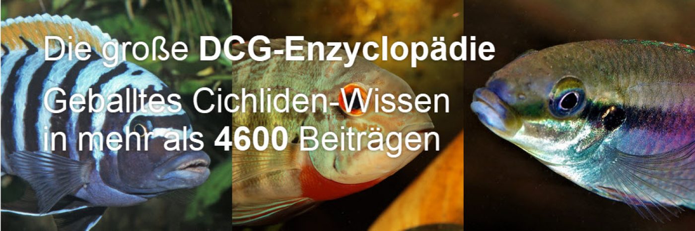 DCG Enzycolpädie