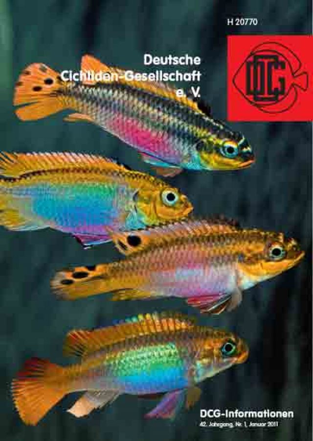 DCGInformationen 01/2011Deutsche CichlidenGesellschaft e.V.