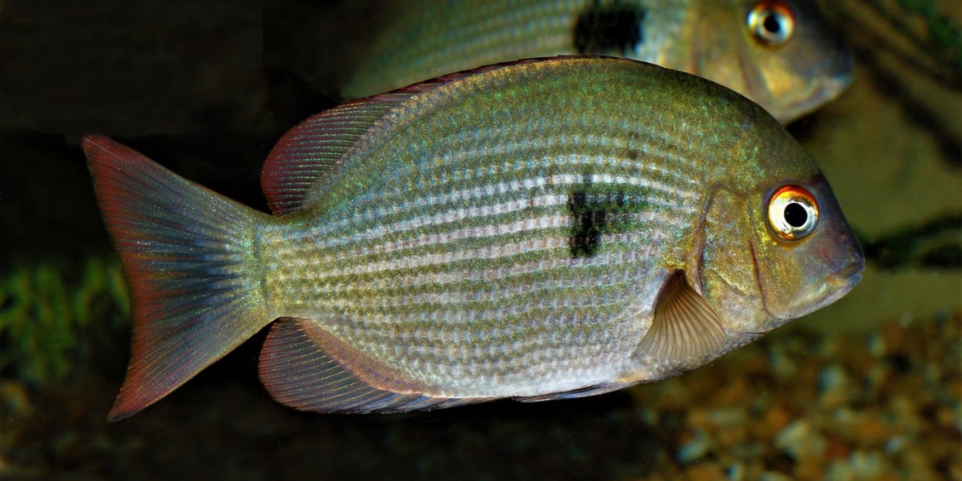 Bedrohte Cichliden Madagaskar 