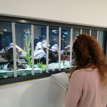 DCG Förderpreisprojekt Schulaquaristik 2020 – Malawiseebuntbarsche in Dillenburg