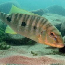 Mögliche Fehldrucke der DCG-Informationen 06/2025