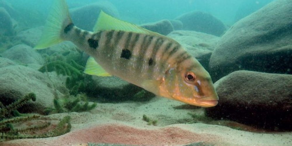 Mögliche Fehldrucke der DCG-Informationen 06/2025