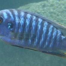 Videokonferenz am 8.6.2021 um 19:30 – Frank – Alternative Wasseraufbereitung