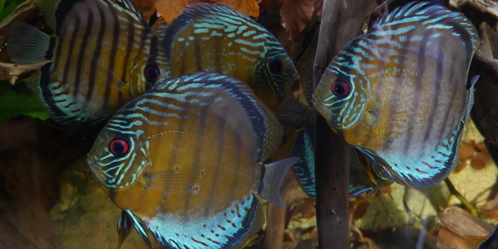 Es wird ernst! – Der Import von Wildfängen aus Drittstaaten in die EU soll verboten werden