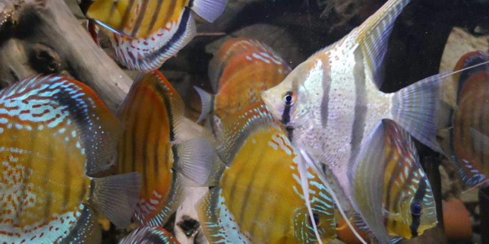 Nachlese Videokonferenz vom 11. Mai 21 (Pierdzig-Malawisee) und nächste Termine