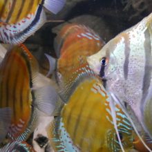 Nachlese Videokonferenz vom 11. Mai 21 (Pierdzig-Malawisee) und nächste Termine