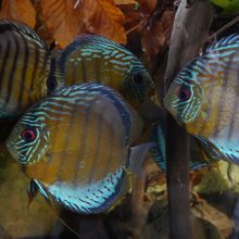 Es wird ernst! – Der Import von Wildfängen aus Drittstaaten in die EU soll verboten werden